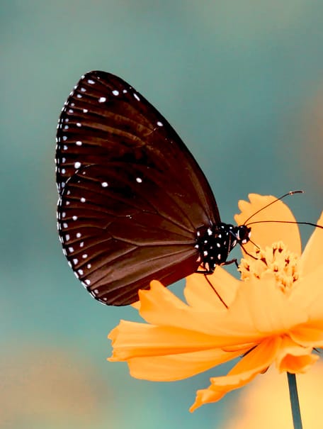 dark butterfly on a yellow flower