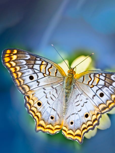 butterfly with yellow and silver wings