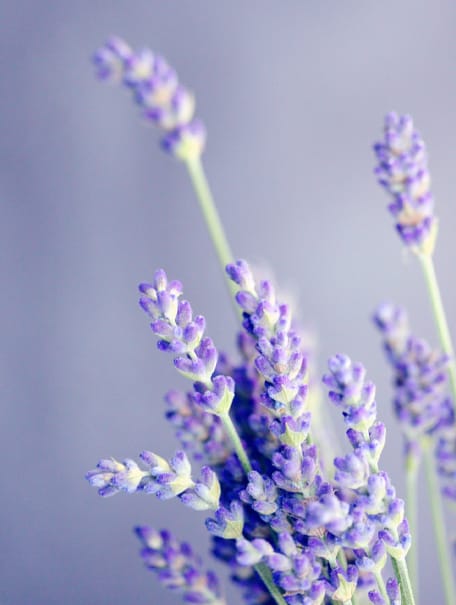 close-up of lavendar